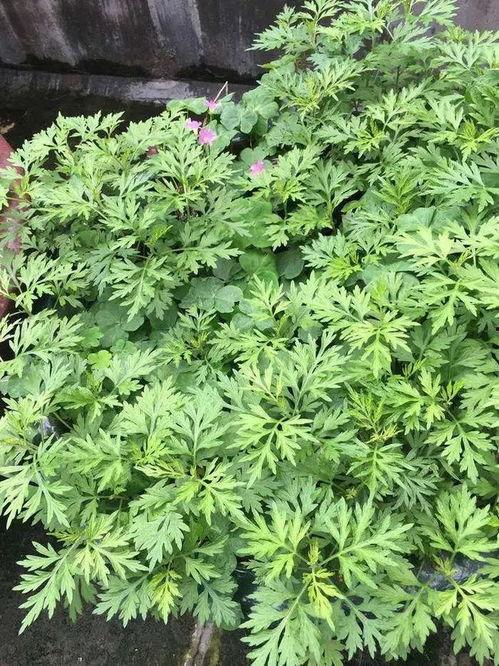 艾草视频国产www视频,国产www领域的独特魅力探索