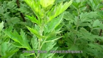 艾草视频国产www视频,国产www领域的独特魅力探索