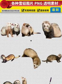 国产雪貂视频,带你领略国宝风采