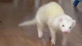 国产雪貂视频,带你领略国宝风采