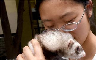 国产雪貂视频,带你领略国宝风采