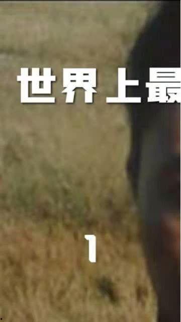 国产没钱被迫在线视频,资金困境下的在线视频逆袭之路