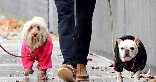 国产落汤鸡图片大全视频,美味佳肴视觉盛宴